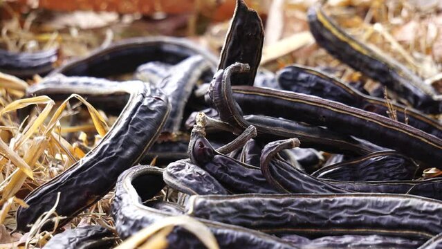 Pods fruit (Samanea saman, saman, rain tree, monkeypod, Chankiri Tree). This fruit is used as tempe