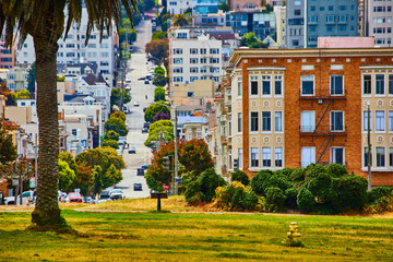 Palm tree in park by San Francisco, USA steep streets lined with colorful houses