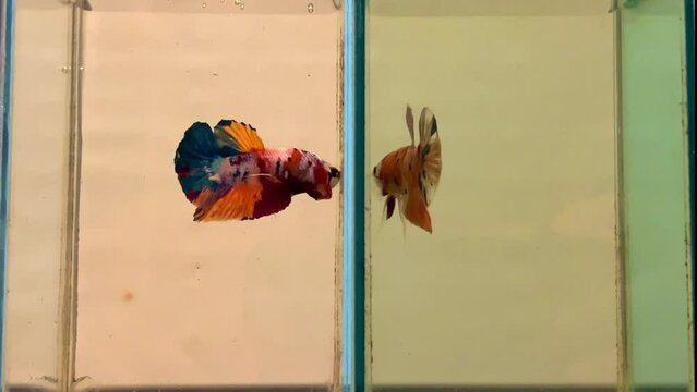 Two 2 Placard Turquoise Blue red orange Siamese fighting fish in a home aquarium Beta fish Phuket Thailand sparing with one another ready to fight 