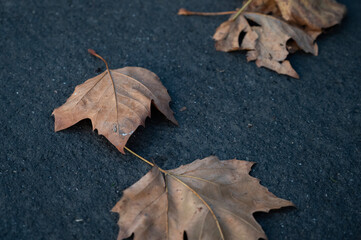Autumn leaves, Platanus