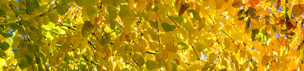 Fall color, closeup of deciduous katsura tree with leaves changing from green to yellow, as a nature background
