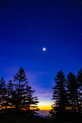 night sky with stars in the forest