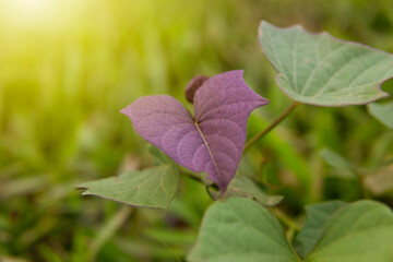 Purple sweet potato leaves or called Ipomea Batatas Poiret, growing on agricultural land