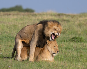 Lions breeding, Masai Mara, Kenya