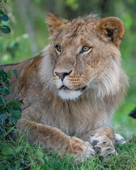 Immature Male Lion, Masai Mara, Kenya
