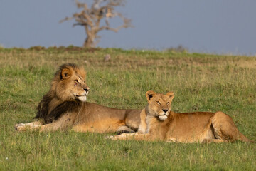 A pair of Lions, Masai Mara, Kenya