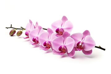 Pink Orchid isolated on white background.