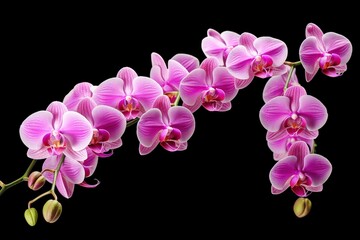 Pink Orchid isolated on black background.