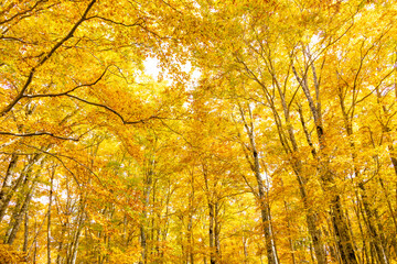 autumn leaves in the forest