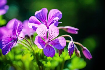 Geranium wilfordii flower.