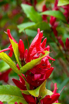 Sydney Australia, vivid red flowers of a graptophyllum excelsum x ilicifolium or scarlet fuchsia native to queensland