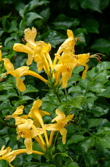 Sydney Australia, flowers of a cape honeysuckle in garden