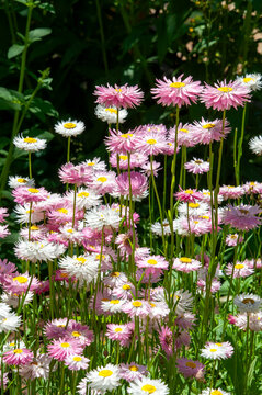 Sydney Australia, meadow of flowering helipterum or everlasting daisies