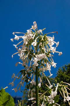Sydney Australia, white flowers of nicotiana sylvestris against blue sky
