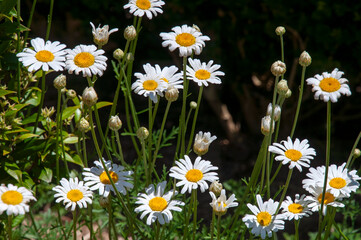 Sydney Australia white daisy like flowers of a tanacetum cineariifolium or dalmatian pyrethrum