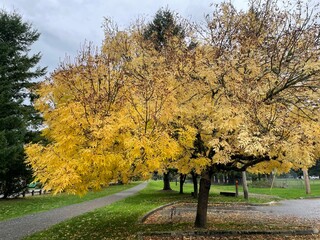 Yellow fall colors in the park