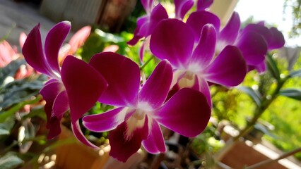 Dendrobium Orchid in full bloom