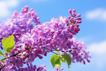 Lilac under blue sky.