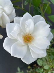 White rose in full bloom