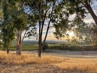 Golden hour on tree-lined country road