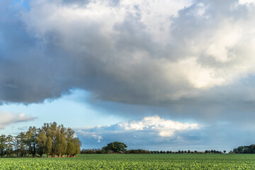 Scenery on the Darss peninsula, Baltic Sea, Germany