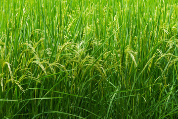 Fototapeta premium Green wheat plant in the field background.