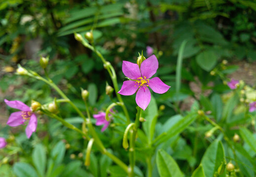 fameflower in the garden. Talinum paniculatum It is commonly known as fameflower, Jewels-of-Opar, or pink baby's-breath. 
