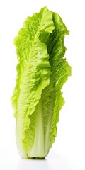 Lettuce isolated on white background. AI Generated