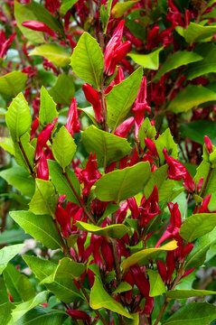 Sydney Australia, Graptophyllum excelsum x ilicifolium or scarlet fuchsia bush with vivid red flowers native to queensland