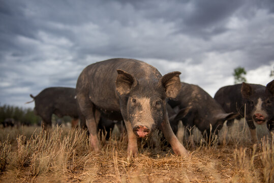 Juvenile Berkshire Pig in a paddock