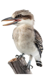 close up of Kookaburra bird sitting side ways on wooden branch. Isolated on transparent background. Beak open.