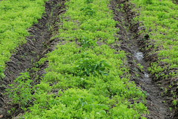 Celery or chinese celery  plot garden