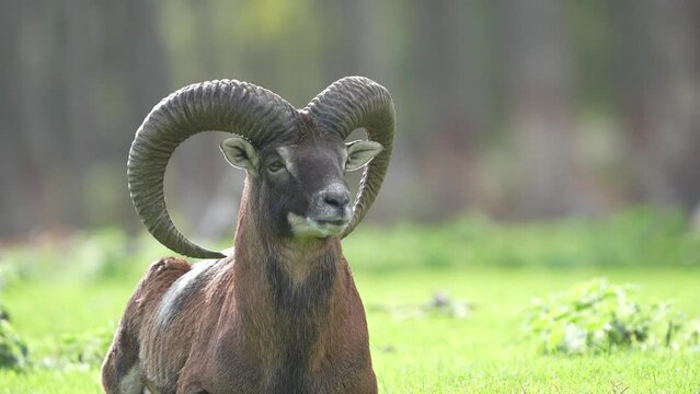 mountain goat on the meadow