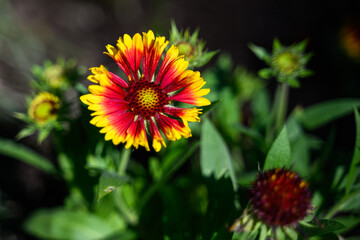 Closeup of a vibrant yellow and orange blanket flower blooming in a sunny fall garden
