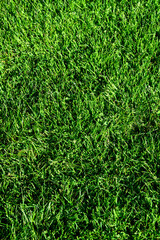 Closeup of lush green lawn healthy and vibrant on a sunny fall day
