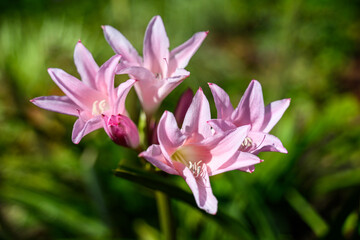 Fototapeta premium Closeup of a pale pink lily, amaryllidaceae, blooming in a sunny fall garden 