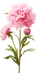 Naklejka premium Peony isolated on white background.