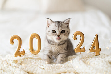 A cute tabby kitten of the Scottish straight cat breed sits on a knitted blanket. Good New Year...
