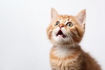 Obraz premium Generative AI : yellow cat brown eyed looking at the camera. isolated on white background