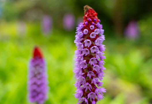 macro photo of an orchid primrose flower in the garden (Primula vialii)