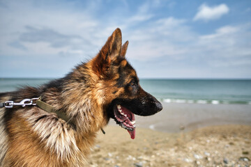 The dog looks at the sea.