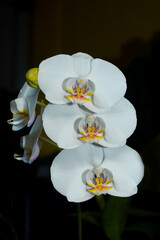 Naklejka na ściany i meble white orchid flower