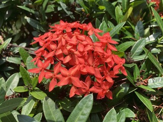 The Asoka flower blushes in vibrant red