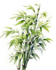 Fototapeta premium Watercolor bamboo clipart isolated on white background.