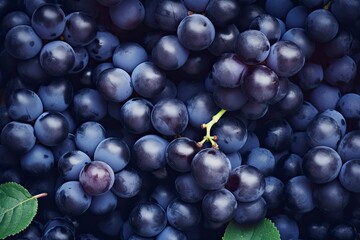 Flat lay background of vines, lots of organic blue dark grapes.