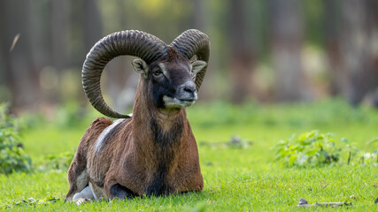 wild goat in the grass