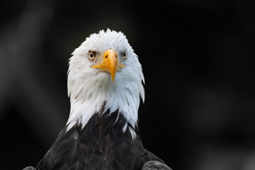 bald eagle portrait