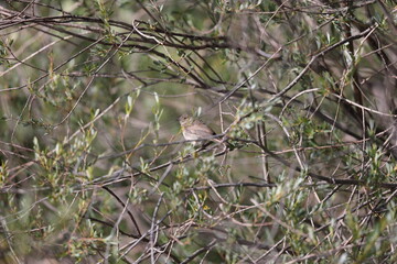 juvenile female common redstart in its natural environment