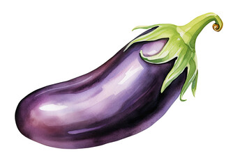 Watercolor illustration of eggplant isolated on transparent background