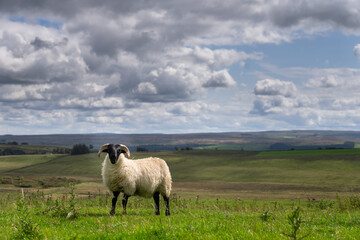 a ram with the Northumberland countryside in the background, from Hadrian's Wall Path near Once Brewed, UK